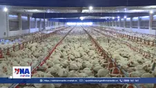 Cảnh báo ngành chăn nuôi có thể đối mặt khủng hoảng dư cung