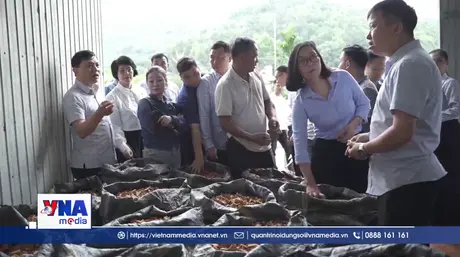 Nhiều giải pháp kết nối tiêu thụ nông lâm sản của Lào Cai