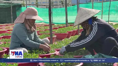 Nông dân Đắk Lắk chuẩn bị vụ hoa Tết