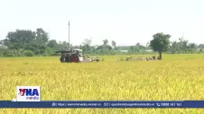 Lợi ích kép từ mô hình lúa giảm phát thải nhà kính