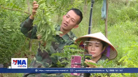 Cây bồ kết – Hướng đi mới cho kinh tế nông thôn