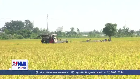 Lợi ích kép từ mô hình lúa giảm phát thải nhà kính