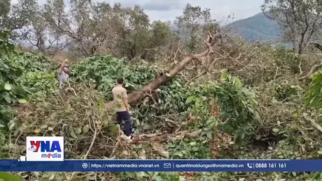 Lốc xoáy làm gãy đổ khoảng 900 cây trồng tại xã Ia Krái, Gia lai