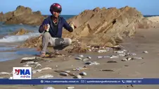Chưa đủ cơ sở xác định nguyên nhân cá chết dạt trôi vào bờ biển Quảng Trị
