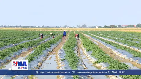 Chủ động thời vụ, nâng cao giá trị sản xuất vụ Đông 2026