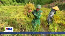 Giúp dân thu hoạch lúa mùa, thắm tình quân dân nơi biên giới
