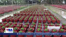 Đồng Tháp xuống giống hoa kiểng Tết Nguyên đán 2027