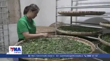 Nữ nông dân làm kinh tế giỏi từ nghề trồng dâu nuôi tằm