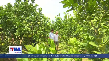 Bưởi đào Lập Lễ, từ đặc sản OCOP đến nông nghiệp bền vững