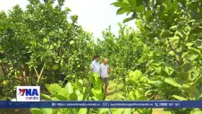 Bưởi đào Lập Lễ, từ đặc sản OCOP đến nông nghiệp bền vững