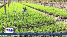 Độc đáo không gian 25.000 chậu lúa tại Festival Lúa gạo 2026