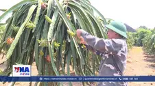 Những mô hình cây trồng mới mở lối tăng thu nhập