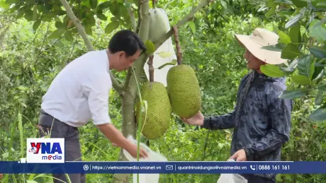 Giá mít Đồng Tháp tăng cao, nông dân phấn khởi