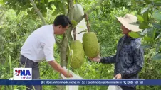 Giá mít Đồng Tháp tăng cao, nông dân phấn khởi
