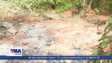 Xử lý nghiêm hành vi vứt trộm khoảng 1,5 tấn lợn chết ra môi trường