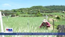 Chuyển đổi xanh ở xứ hành, tỏi Lý Sơn