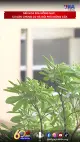 Mùi hoa sữa nồng nặc, cư dân chung cư Hà Nội phải đóng cửa
