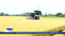 Nâng cao giá trị hạt gạo Hưng Yên từ những cánh đồng mẫu lớn