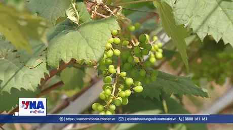 Hiện thực hóa nghị quyết bằng những mô hình nông nghiệp xanh