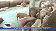 Tăng cường liên kết, đảm bảo nguồn cung thịt lợn cuối năm