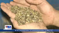 Tổ chức chuỗi giá trị, định vị thương hiệu cà phê Robusta Việt Nam