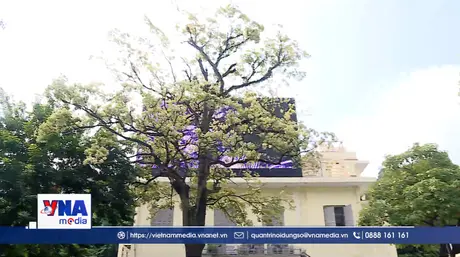 Hoa sữa Hà Nội: Nét thơ hay nỗi ám ảnh?