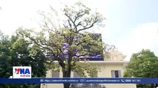 Hoa sữa Hà Nội: Nét thơ hay nỗi ám ảnh?