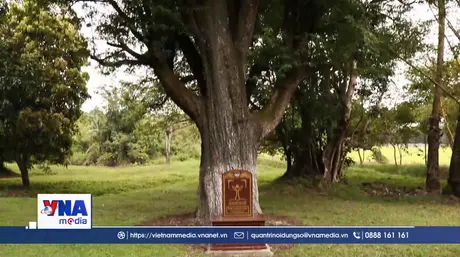 C﻿ó thêm hai Cây Di sản Việt Nam