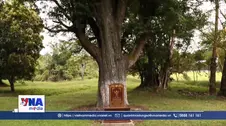 C﻿ó thêm hai Cây Di sản Việt Nam