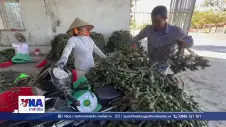 Vào vụ thu hoạch cau non, sấy khô để xuất khẩu