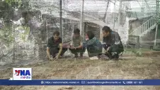 Xã vùng cao phát triển vùng dược liệu