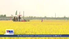 Nông dân tăng thu nhập nhờ canh tác lúa giảm phát thải