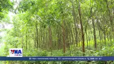 Phú Thọ nâng cao giá trị kinh tế từ phát triển rừng bền vững