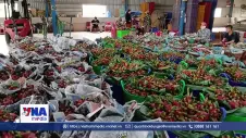 Thanh long Đồng Tháp tăng giá, nhà vườn phấn khởi