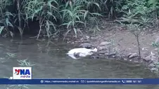 X﻿ác định nguyên nhân nước sông Cầu đổi màu, vịt chết bất thường