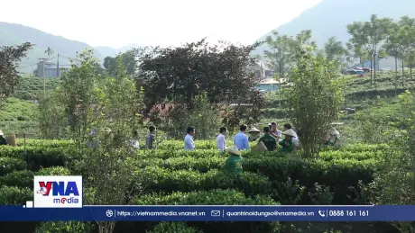 Thái Nguyên sẵn sàng cho Festival trà quốc tế