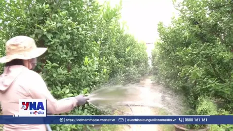 Hỗ trợ vốn vay chính sách cho nông dân Đắk Lắk vào vụ hoa Tết