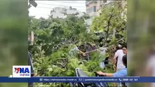 Một người﻿ tử vong do cây đổ tại TP.HCM