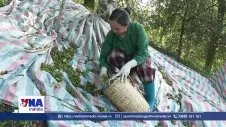 Cây hồi làm giàu trên đất Lạng Sơn
