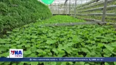 Làm giàu từ mô hình trồng rau má công nghệ cao