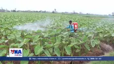 Nông dân sinh lời từ ruộng rau mùa nước nổi
