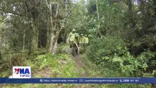 Lào Cai chủ động các biện pháp quản lý, bảo vệ, phòng chống cháy rừng