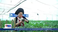 Đánh thức tiềm năng, nâng tầm giá trị Sâm Lai Châu