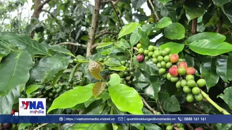 Phát triển thương hiệu Cà phê Khe Sanh