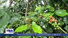 Phát triển thương hiệu Cà phê Khe Sanh