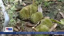 Sầu riêng rụng trái non, nhà vườn lo lắng