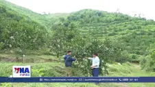 Hà Tĩnh nâng giá trị cam đặc sản nhờ sản xuất hữu cơ
