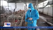 Tây Ninh khẩn trương khống chế dịch tả lợn châu Phi