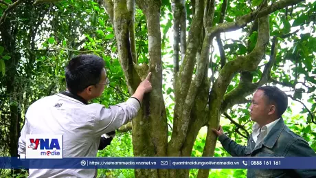Bảo tồn và phát triển chè cổ thụ, tạo sinh kế cho người dân vùng cao