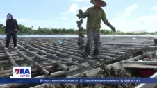 Quảng Trị: Triển vọng mới từ nghề nuôi hàu trên sông Gianh